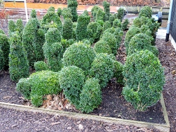 Buxus 360 br.